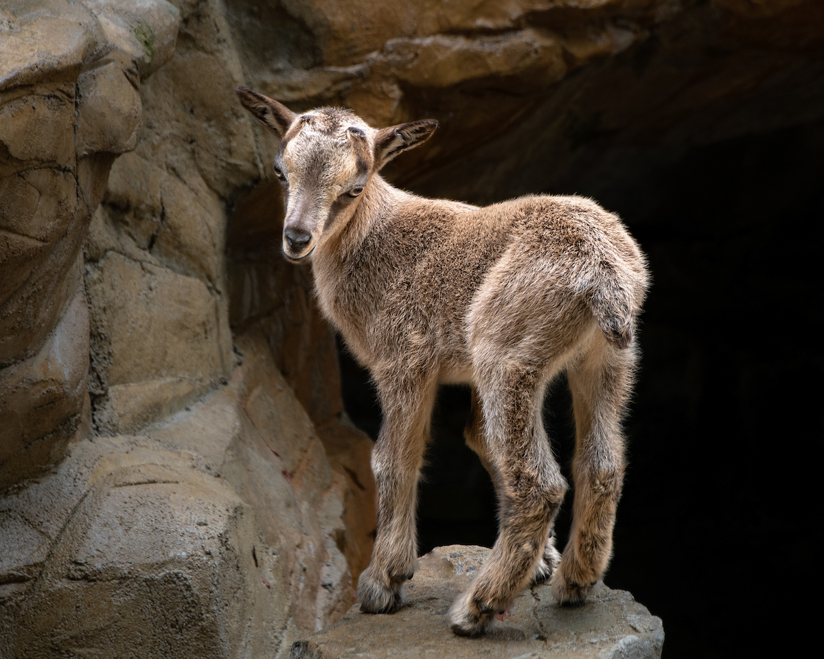 This sweet one doesn't yet have a name, but keep an eye on the zoo's social pages for any upcoming announcements.