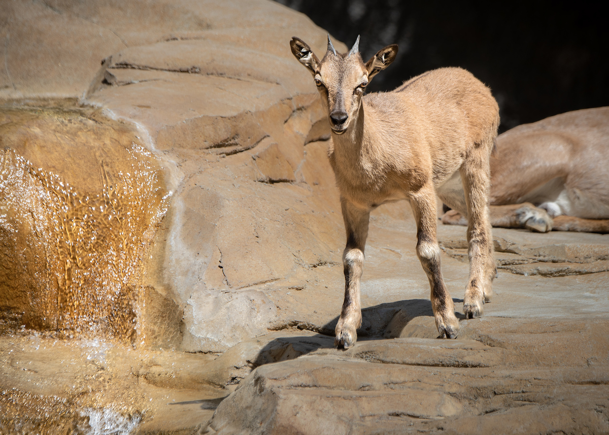 The kid is growing fast, but keep in mind that the zoo remains temporarily closed.