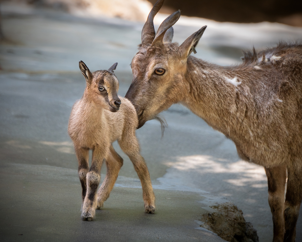 The Tadjik markhor is a "goat species," shared the LA Zoo in a July 9 Instagram post.