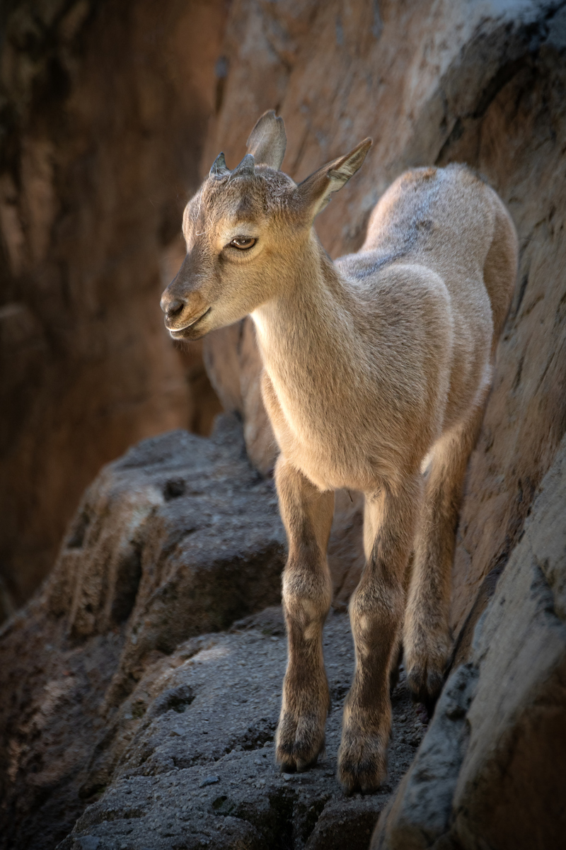 The Tadjik markhor is "the national animal of Pakistan."