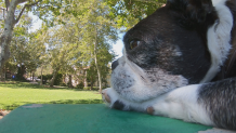 A black and white dog rests his head on a green table in a park