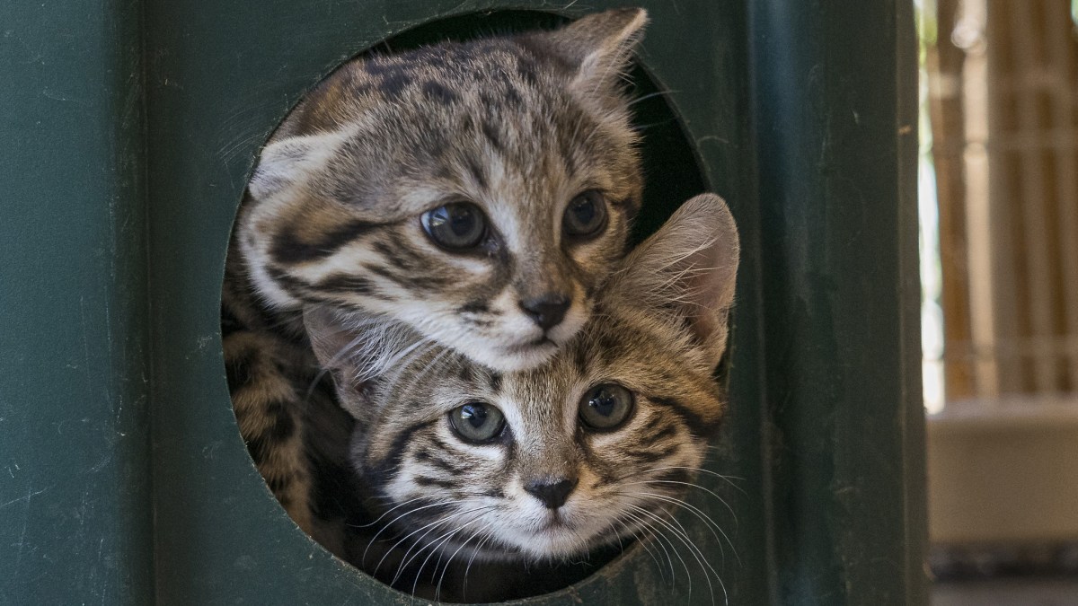 Black Footed Kittens Thriving At Safari Park Nbc Los Angeles