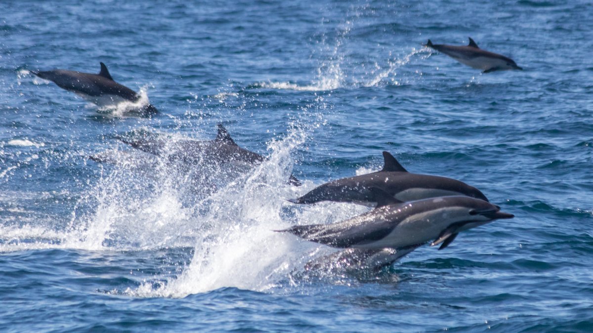 5 Different Types of Dolphins in Dana Point