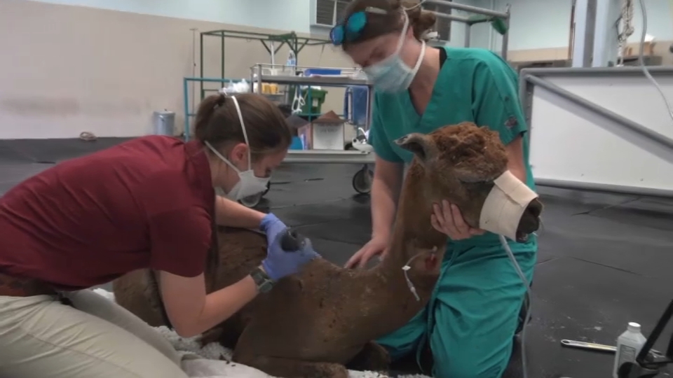 Meet the UC Davis Team Rescuing Animals From Wildfires NBC Los Angeles
