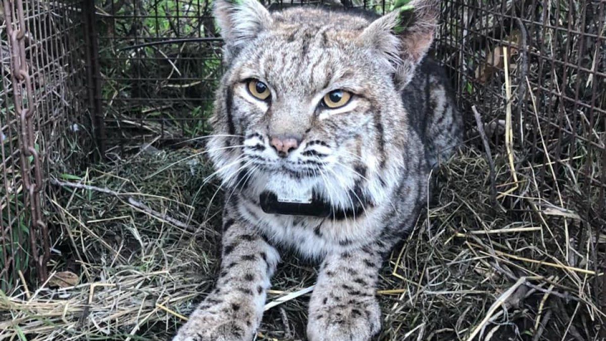Mountain Lion and Bobcat Died From Effects of Rat Poison – NBC Los Angeles
