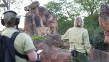 "Magic of Disney's Animal Kingdom" production team and keeper Lori Kurdziel observing lions Kinsey and Dakari.