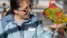 Jouy Luzania, Senior Trainer at Winged Encounters, holds Wizard a Red Fronted Macaw.