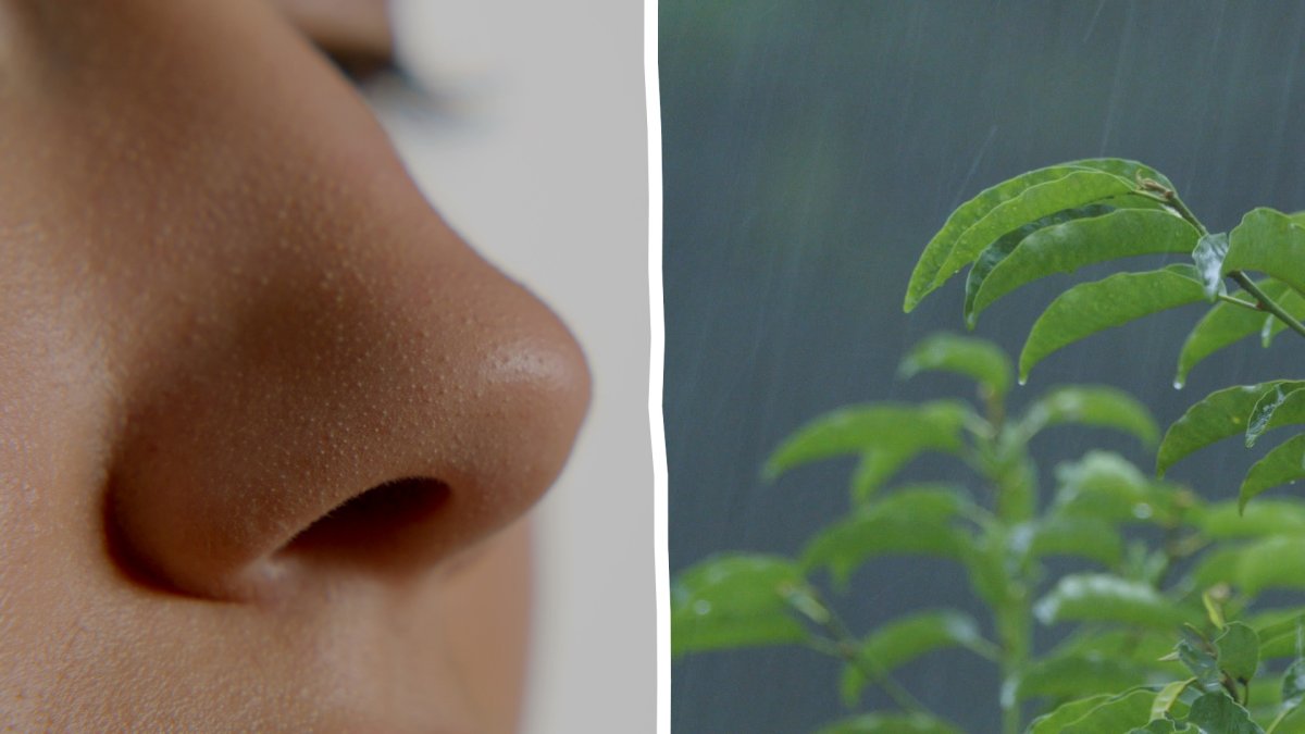 That Pleasant Smell After It Rains? It Has a Name NBC Los Angeles