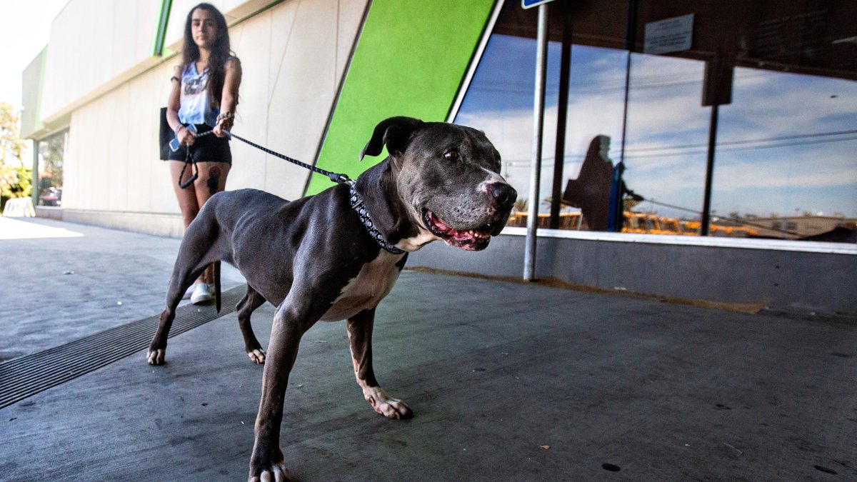 la-animal-shelters-are-near-capacity-how-to-help-nbc-los-angeles