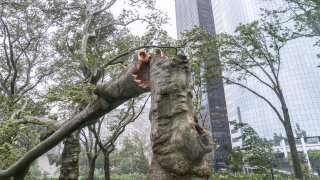 Downed tree seen in the park after tropical storm Isaias lashes out New York City as seen in lower Manhattan, New York, United States on August 04, 2020.
