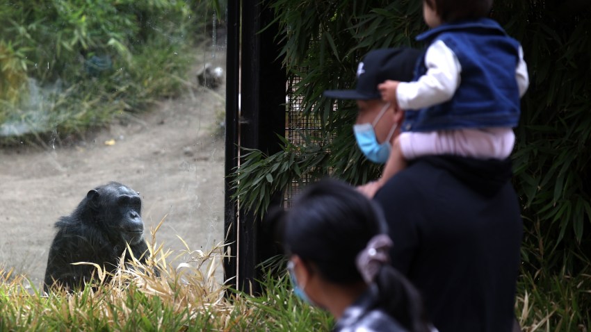 Visitors view a chimpanzee in its enclosure at the Oakland Zoo