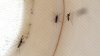 Antelope Valley resident infected with West Nile virus, first human case in LA County for 2026