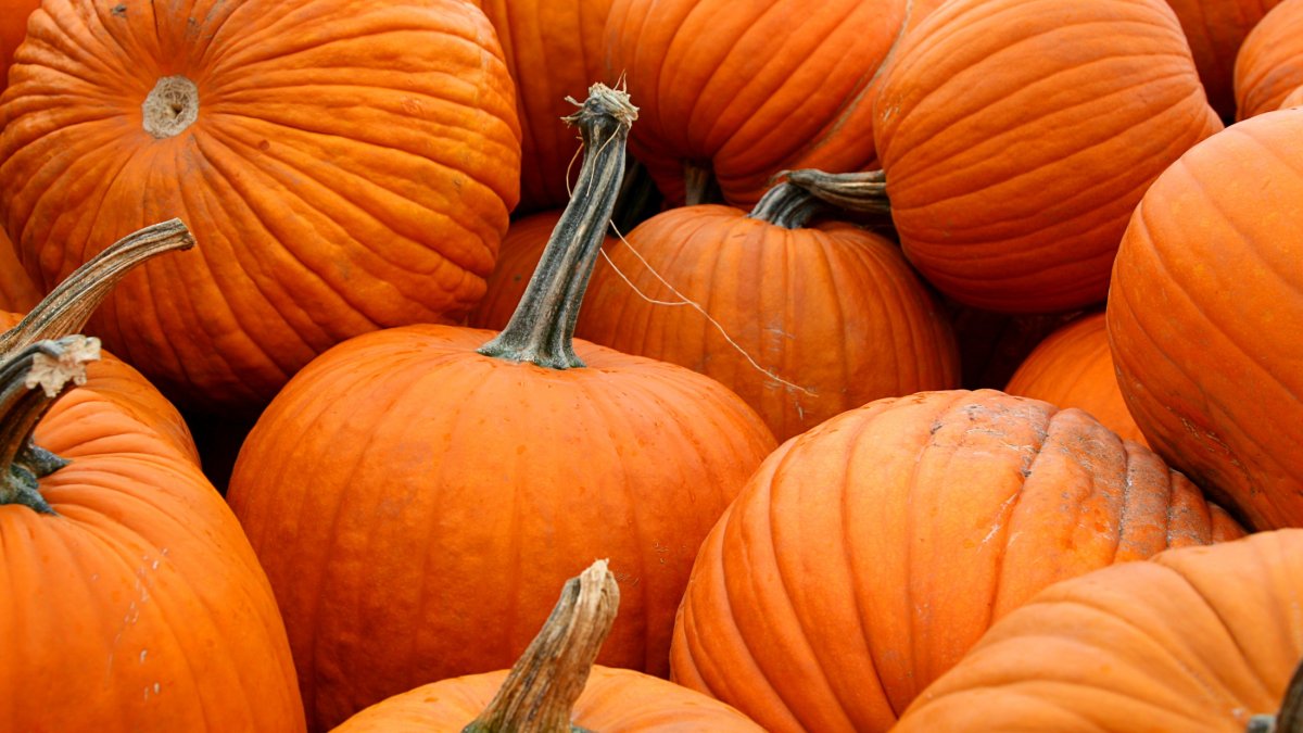 Pumpkin patch people, two SoCal farms have set their opening dates - Vimarsana News