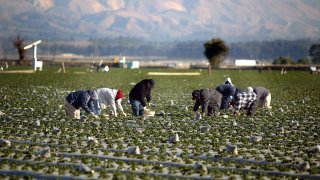 Farm workers collect strawberries at a field.