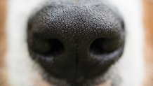 A close up of a Dog's nose