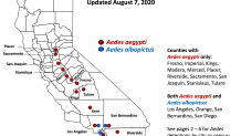 California Mosquito Season: What to Know About Ankle-Biter Mosquitoes – NBC  Los Angeles