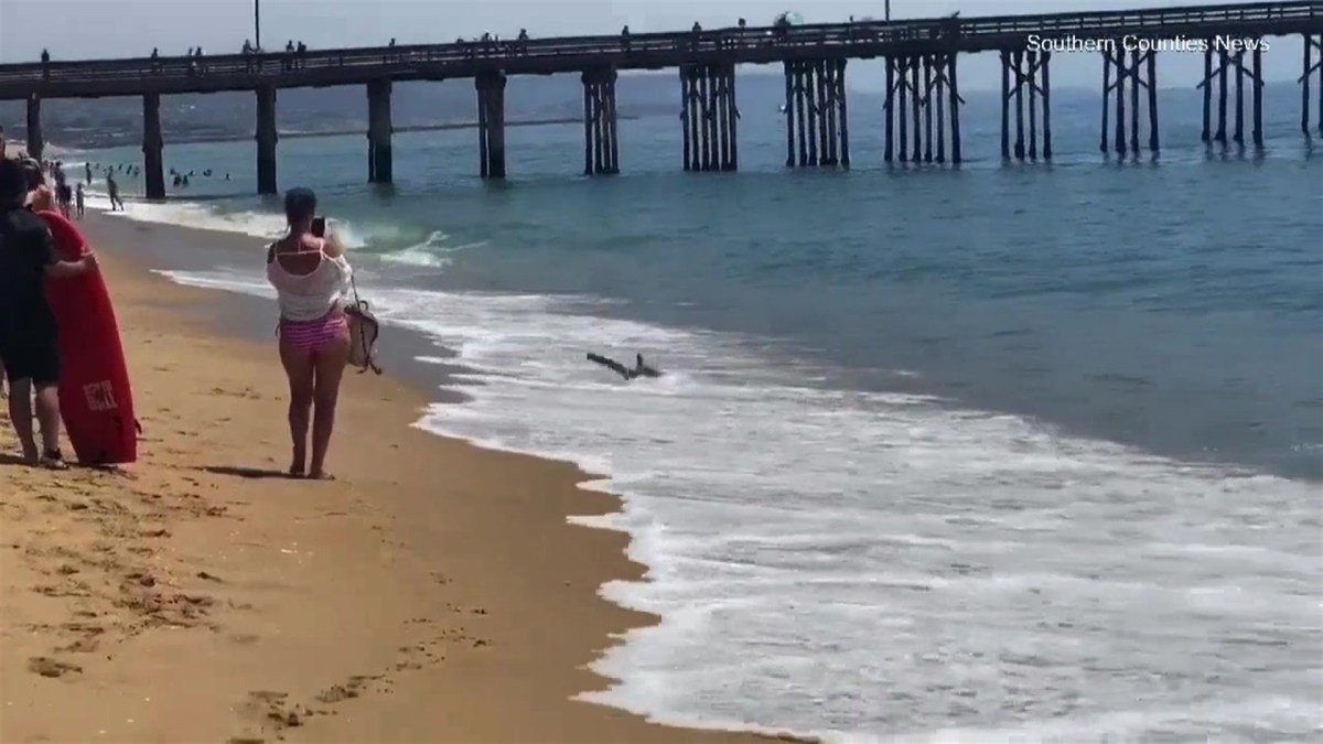 Young Shark Washes Up in Newport Beach NBC Los Angeles