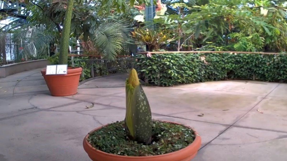 A Stinky Huntington Favorite Will Soon Bloom NBC Los Angeles