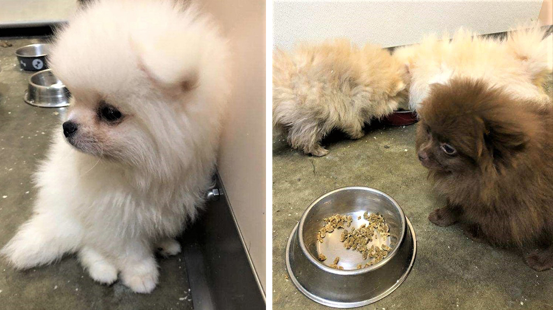 Adorable Pomeranian Puppies Smuggled from Russia