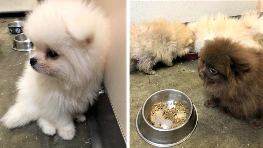 Adorable Pomeranian Puppies Smuggled From Russia Intercepted At Lax Nbc Los Angeles