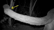 P-81, a Subadult male, has reproductive and tail defects.