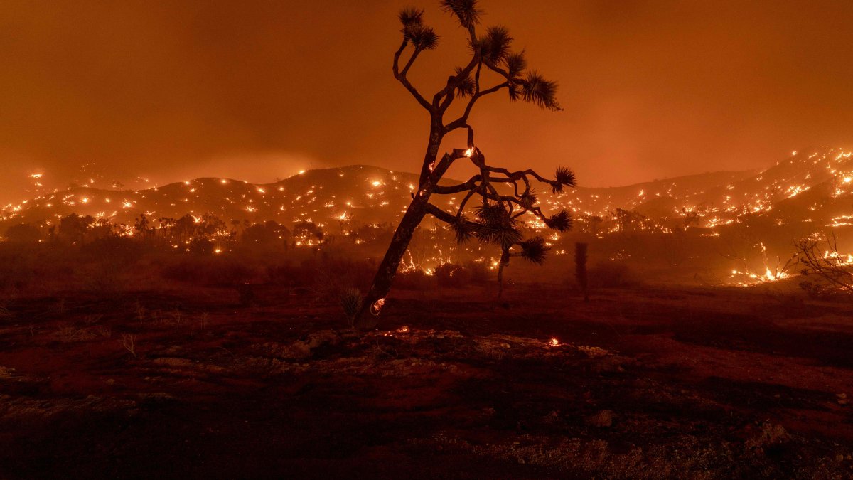 Bobcat Fire Containment Increases to 65 Percent – NBC Los Angeles