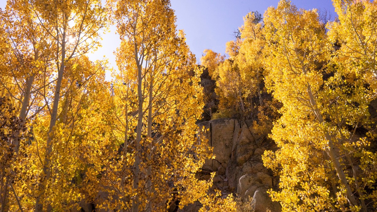 The California Fall Color Blog Is on Autumn-Watch – NBC Los Angeles