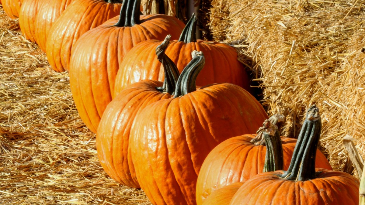 Underwood’s Pumpkin Patch Is Headed for ‘Harvest’ NBC Los Angeles