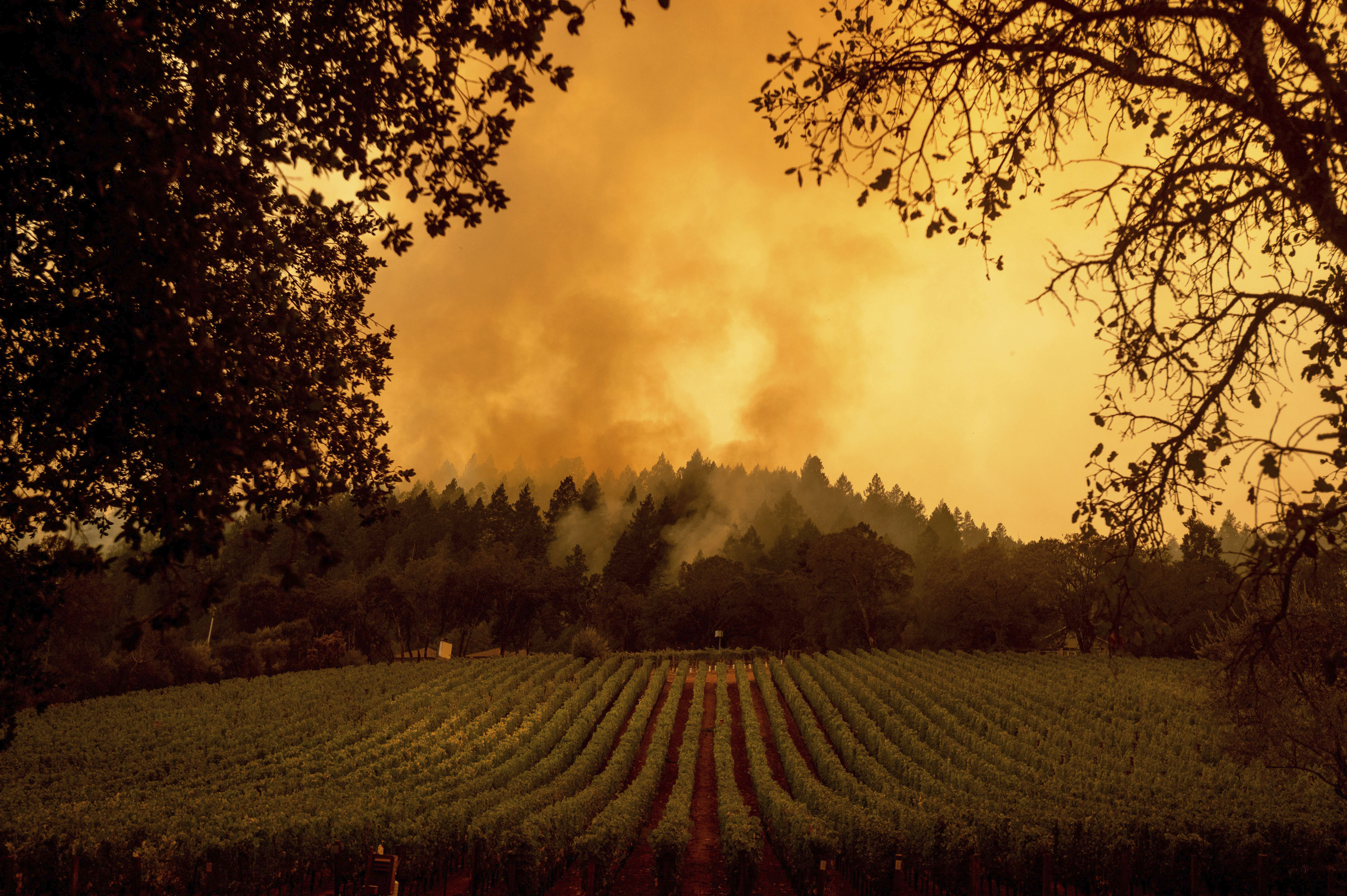 ‘Do Not Wait’ Thousands Ordered to Flee as Wildfire Erupts in Wine