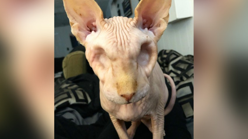 Meet Jasper The Hairless Cat With No Eyes Who Just Became An Internet Sensation Nbc Los Angeles