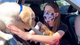 A puppy in training is handed off to puppy raisers.