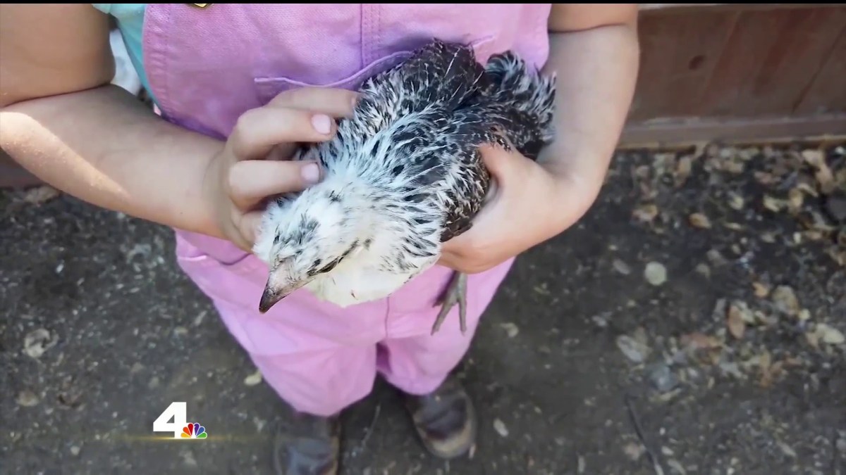 Raising Chickens 101 NBC Los Angeles