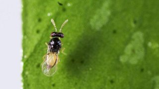 The wasp, called Tamarixia radiata, are being released to fight off another tiny disease-carrying bug that could devastate citrus crops