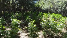 Ventura County Sheriff's Department net nearly 75,000 pounds of pot in bust.