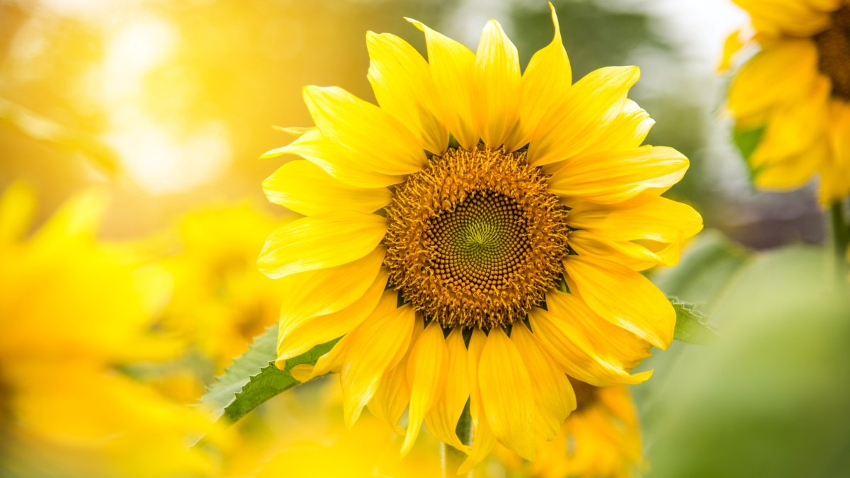 Sunflowers Are Blooming at This New Costa Mesa Field NBC Los Angeles
