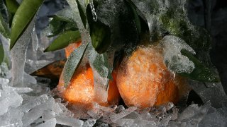 Oranges are seen covered in ice at a citrus orchard January 16, 2007 in Fresno, California. (Photo by Justin Sullivan/Getty Images)