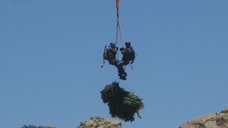 About 75,000 marijuana plants were seized and 11 suspects were arrested by authorities in Southern California during an investigation into illegal grows in Los Padres National Forest.