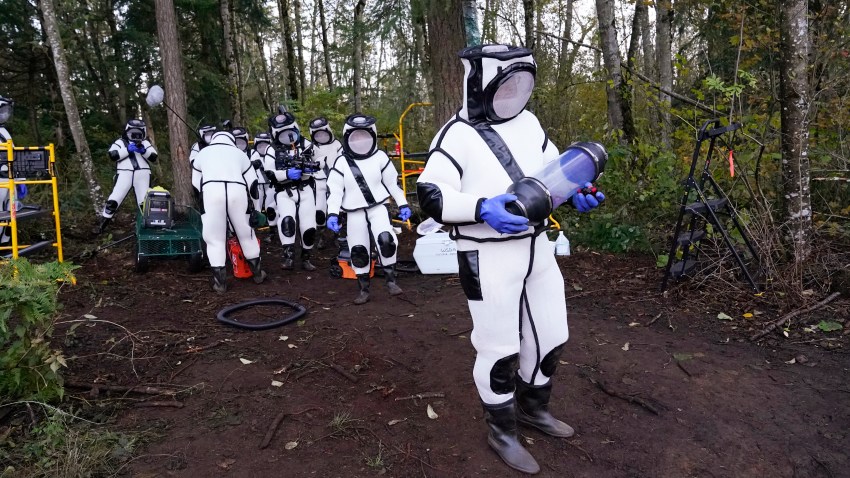 In this Oct. 24, 2020, file photo, Sven Spichiger, Washington State Department of Agriculture managing entomologist, walks with a canister of Asian giant hornets vacuumed from a nest in a tree behind him in Blaine, Washington.