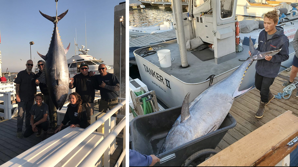 Hey There, Big Tuna. A Monster 360-Pound Fish Was Netted in Orange 