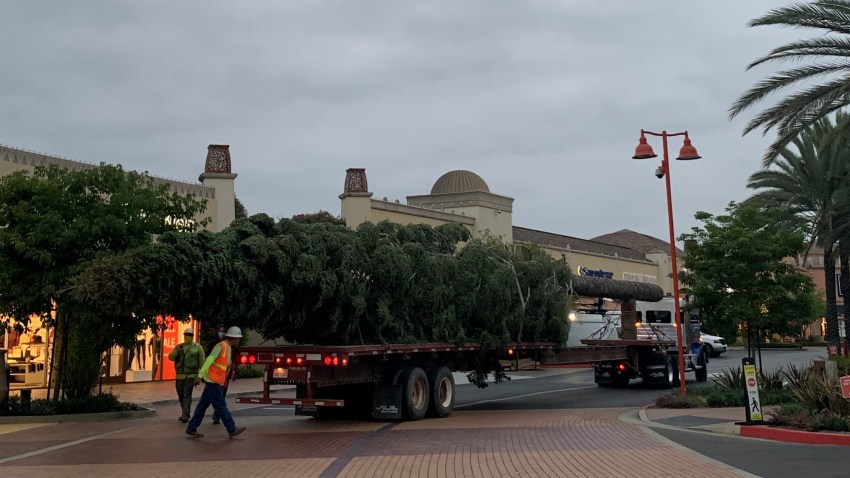 LA’s ‘Tallest Live-Cut Christmas Tree’ Just Arrived – NBC Los Angeles