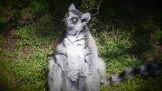 Maki, a male lemur, was stolen from his cage at San Francisco Zoo in October 2020. (Oct. 14, 2020)