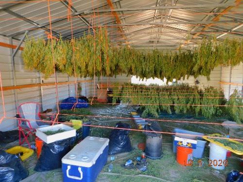 Riverside County Raid Nets $36 Million Worth of Illegal Pot – NBC Los ...