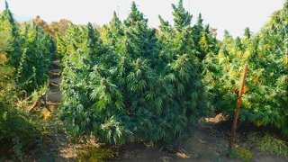A raid in Riverside County resulted in the seizure of processed marijuana and eradicated plants with an estimated street value of $36 million.