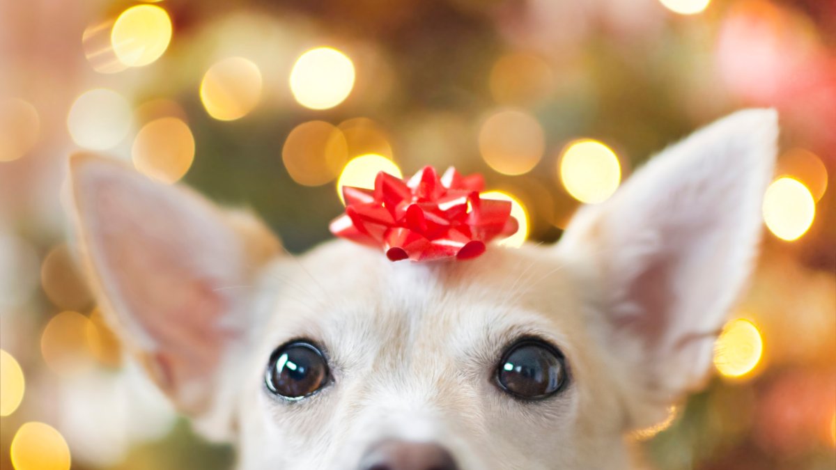 Enjoy a pet-themed comedy show, with a holiday twist (dogs are invited, too) - Vimarsana News