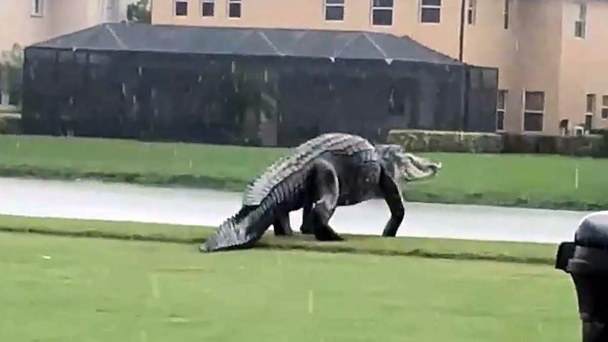 ‘Jurassic Park’ Sized Gator Strolls Along on Florida Golf Course – NBC