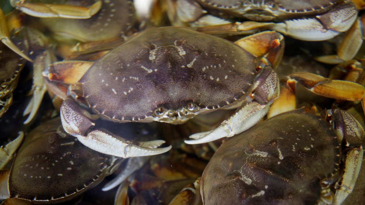 California Dungeness Crab Season Delayed to Protect Whales NBC Los