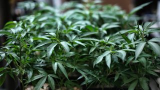 In this Aug. 15, 2019 file photo, marijuana grows at an indoor cannabis farm in Gardena, Calif.