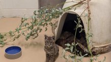 The young bobcat has been given treatment, food and shelter at the San Diego Humane Society's Ramona Wildlife Center as it continues to heal.