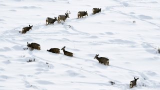 Mule deer in the snow.
