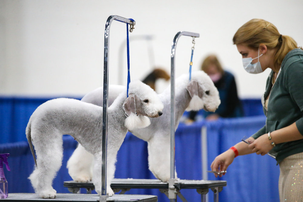 ‘The National Dog Show’ Here’s What You Need to Know NBC 5 Dallas
